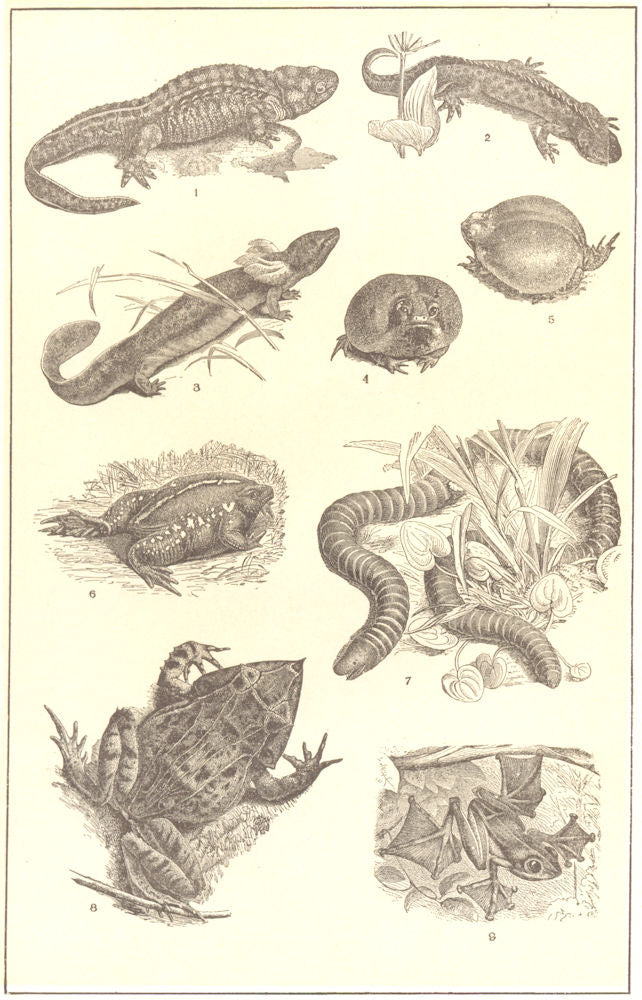 AMPHIBIANS.Salamander;E African,Mexican Toad;Amphisbaena;Horned,Flying Frog 1907